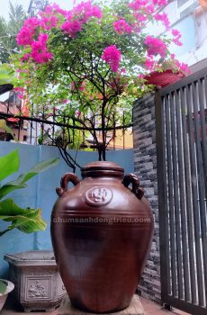 chum sành Đông Triều