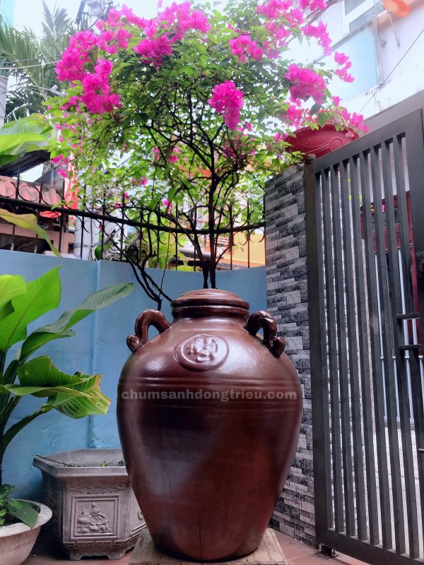 chum sành Đông Triều